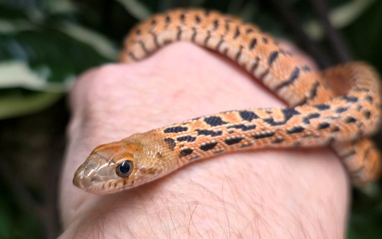 Kingsville tiger bull snake Kingsville tiger bull snake