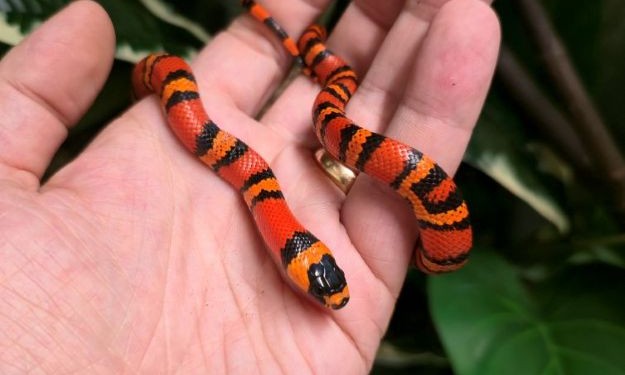 Honduran milk snake