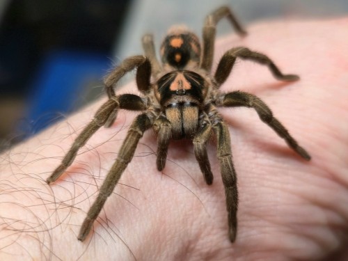 Pumpkin patch tarantula