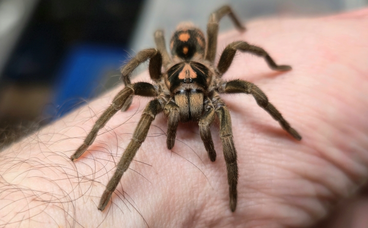 Pumpkin patch tarantula