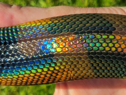 Bismarck ringed python iridescence