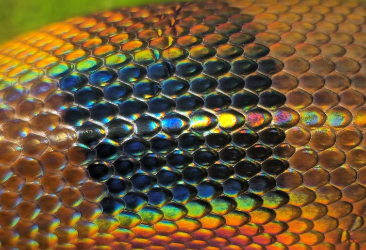 Bismarck ringed python iridescence