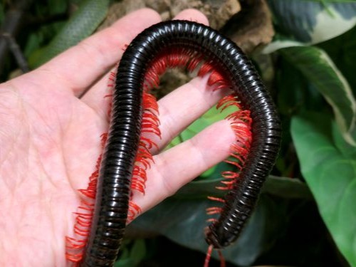 Cherry leg titan millipede