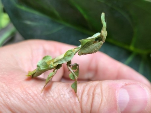 Ghost mantis Phyllocrania paradoxa